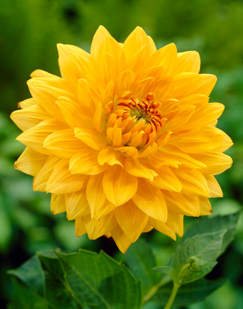 Dahlia Dekorativ Noordwijks Glory 1-pack